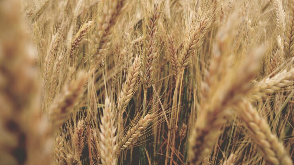 khapli wheat vs normal wheat